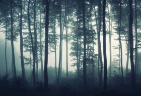 Фреска туман в лесу